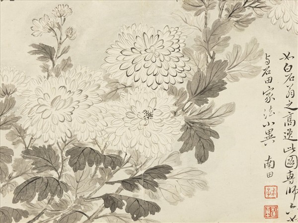 清惲壽平寫生花卉　冊　墨菊