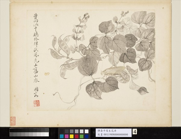 清惲壽平寫生花卉　冊　促織夾荳