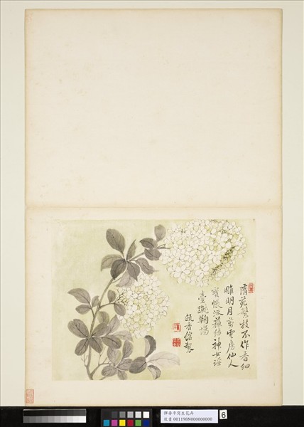 清惲壽平寫生花卉　冊　繡球花