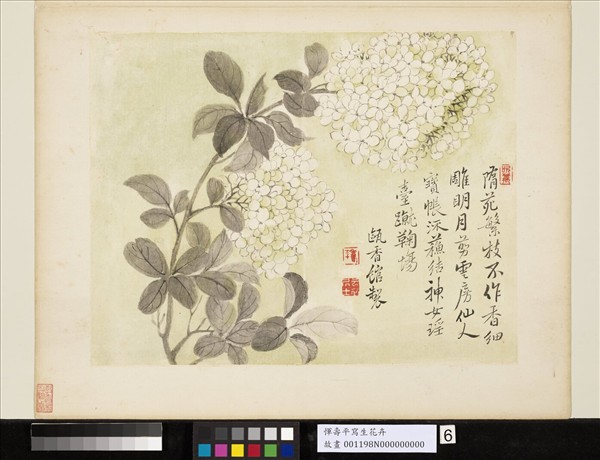 清惲壽平寫生花卉　冊　繡球花