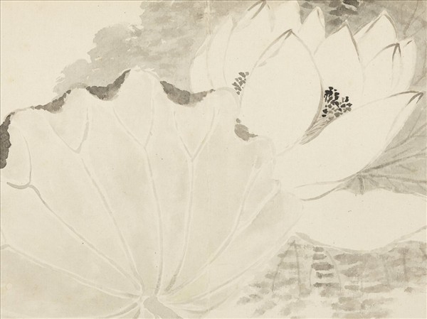 清惲壽平寫生花卉　冊　洛浦仙裳