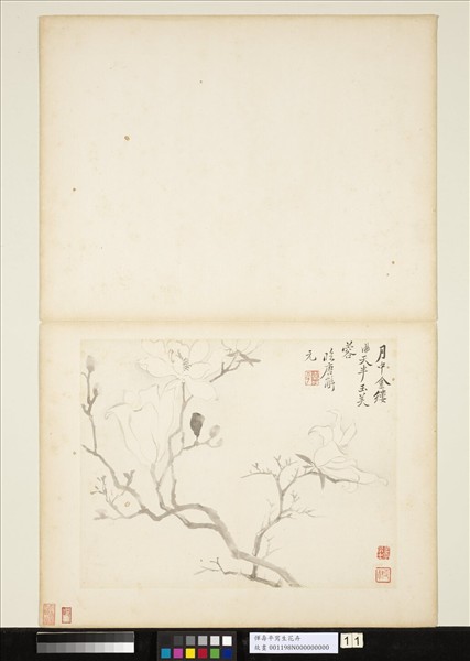 清惲壽平寫生花卉　冊　玉芙蓉