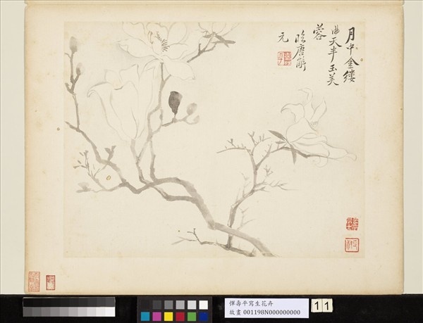 清惲壽平寫生花卉　冊　玉芙蓉