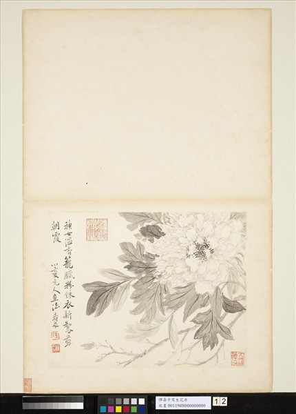 清惲壽平寫生花卉　冊　牡丹