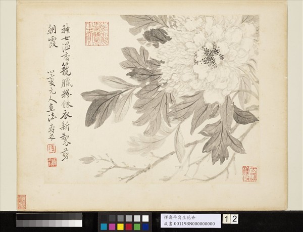 清惲壽平寫生花卉　冊　牡丹