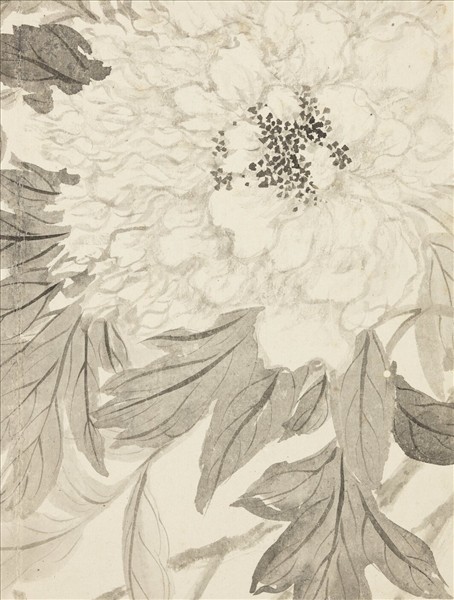 清惲壽平寫生花卉　冊　牡丹