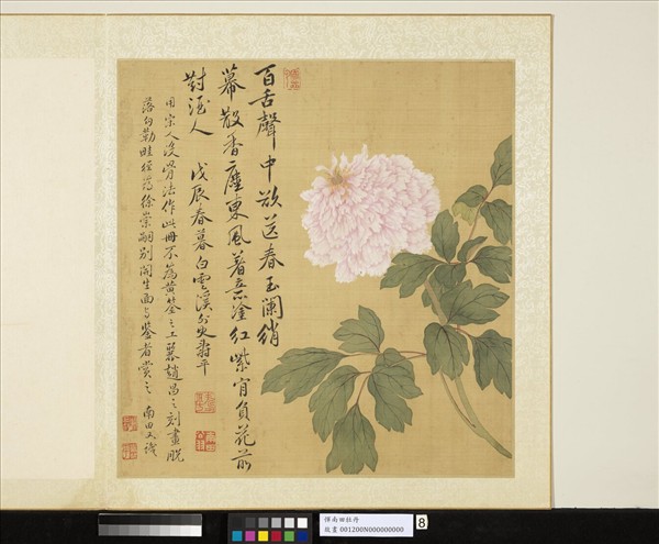 清惲壽平牡丹　冊　牡丹（八）