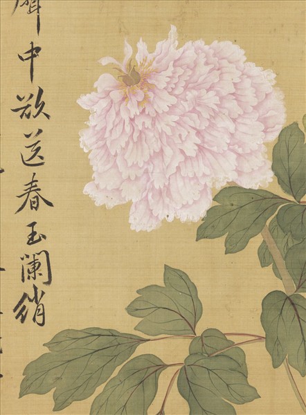 清惲壽平牡丹　冊　牡丹（八）