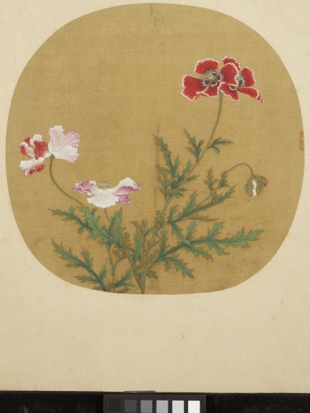 宋元集繪　冊　宋艾宣寫生罌粟