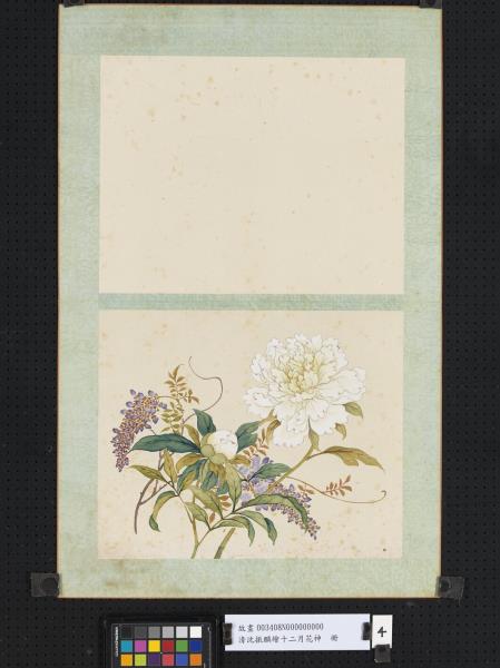 清沈振麟繪十二月花神　冊　芍藥紫藤