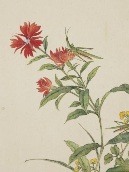 清蔣廷錫張照書畫合璧　冊　秋蘿蝗蟲