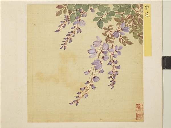 清馬元馭花卉　冊　紫藤