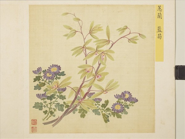 清馬元馭花卉　冊　蕙蘭藍菊