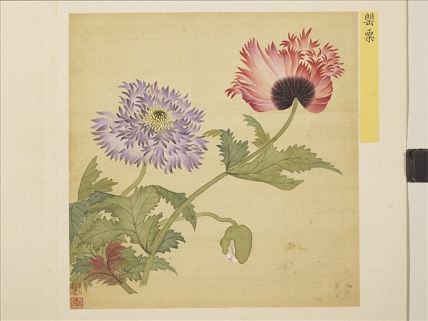 清馬元馭花卉　冊　罌粟