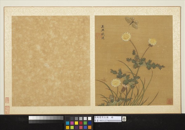 宋錢選寫生圖　冊　菊花蝴蝶