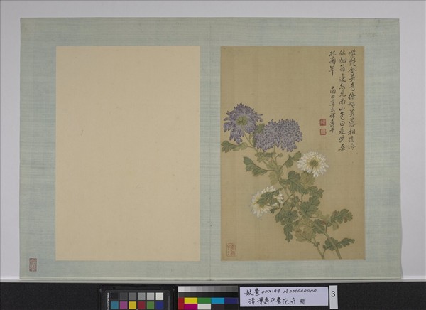 清惲壽平畫花卉　冊　菊花