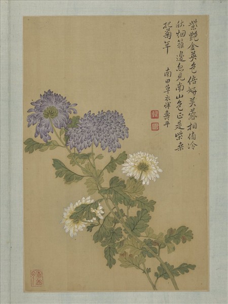 清惲壽平畫花卉　冊　菊花