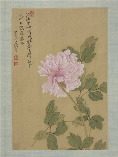 清惲壽平畫花卉　冊　牡丹