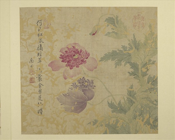 清惲壽平畫花卉　冊　罌粟