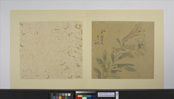 清惲壽平畫花卉　冊　百合
