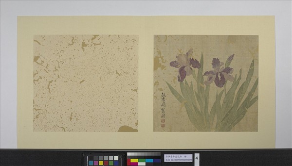 清惲壽平畫花卉　冊　鳶尾