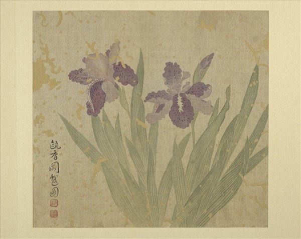 清惲壽平畫花卉　冊　鳶尾