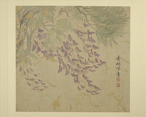 清惲壽平畫花卉　冊　紫藤