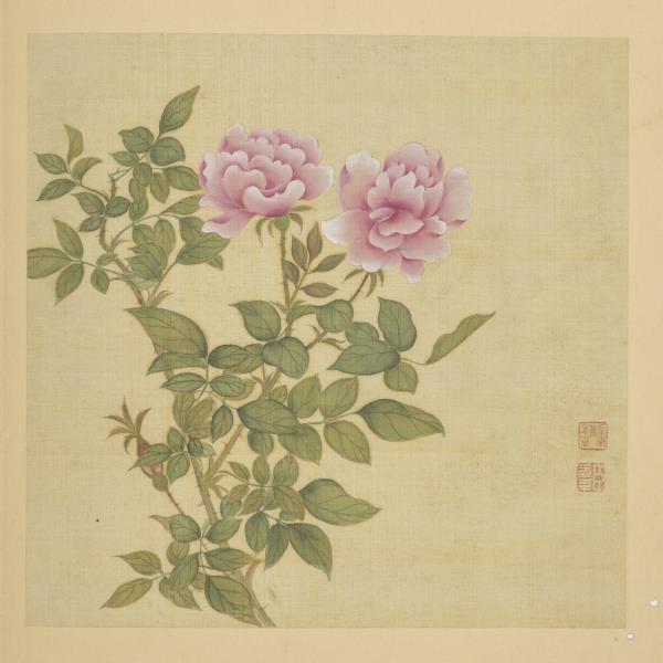 清鄒元斗畫四季花卉　冊　月季玫瑰