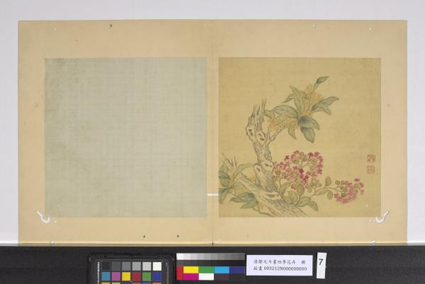 清鄒元斗畫四季花卉　冊　桂花紫薇