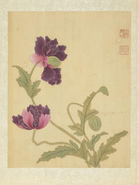 清楊晉畫花鳥　冊　米囊花