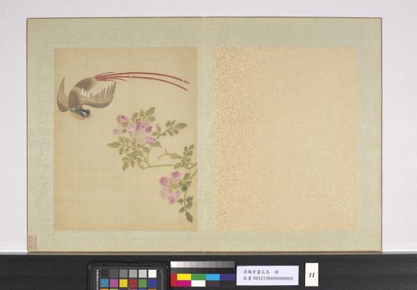 清楊晉畫花鳥　冊　薔薇綬帶鳥