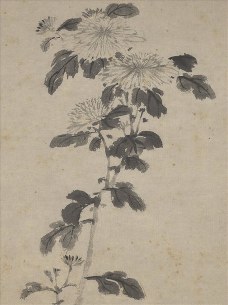 明沈周墨菊　軸