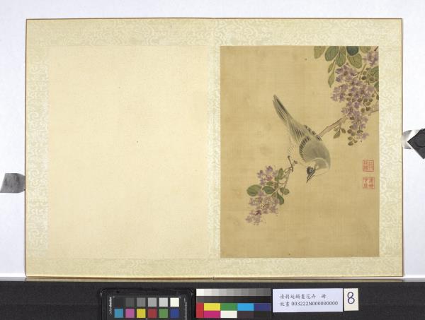 清蔣廷錫畫花卉　冊　紫薇白頭