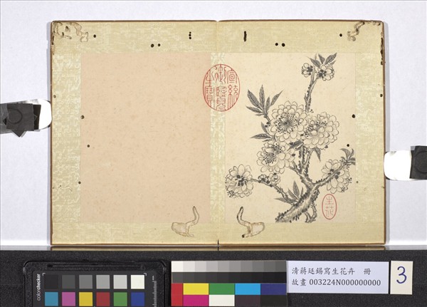 清蔣廷錫寫生花卉　冊　碧桃