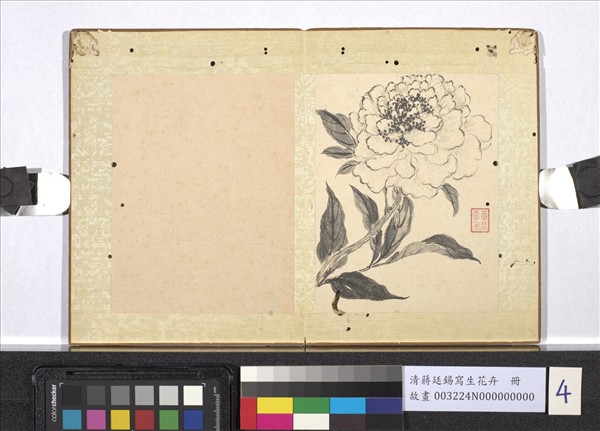 清蔣廷錫寫生花卉　冊　芍藥