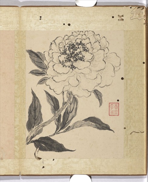 清蔣廷錫寫生花卉　冊　芍藥