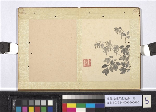 清蔣廷錫寫生花卉　冊　魚兒牡丹