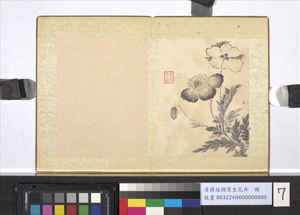 清蔣廷錫寫生花卉　冊　罌粟