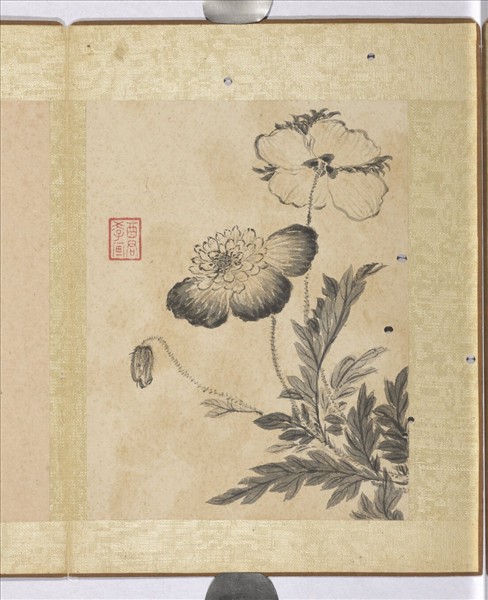 清蔣廷錫寫生花卉　冊　罌粟