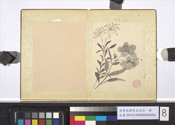 清蔣廷錫寫生花卉　冊　山丹金絲桃