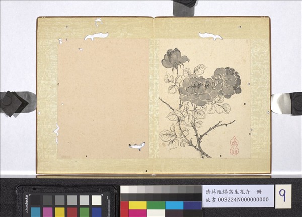 清蔣廷錫寫生花卉　冊　月季