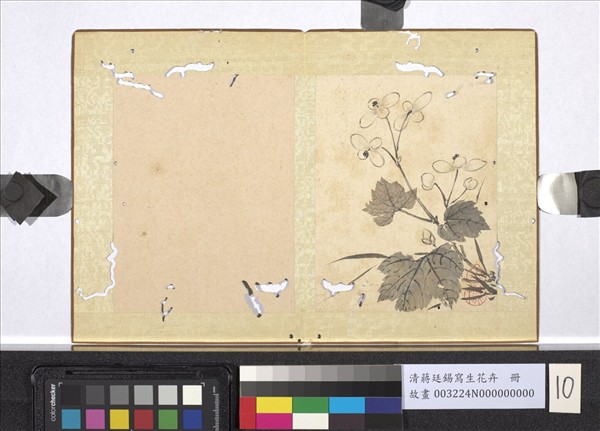 清蔣廷錫寫生花卉　冊　秋海棠