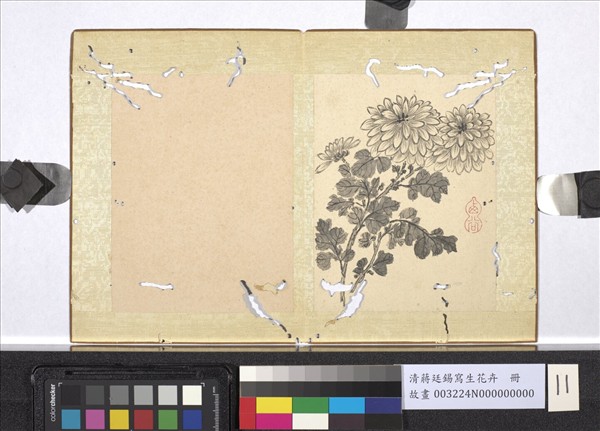 清蔣廷錫寫生花卉　冊　菊花