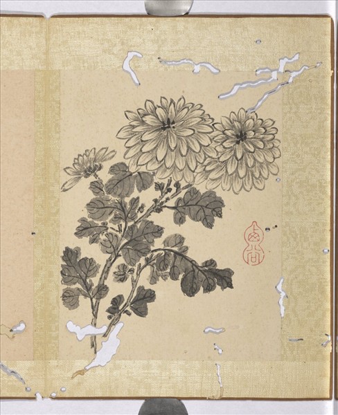 清蔣廷錫寫生花卉　冊　菊花