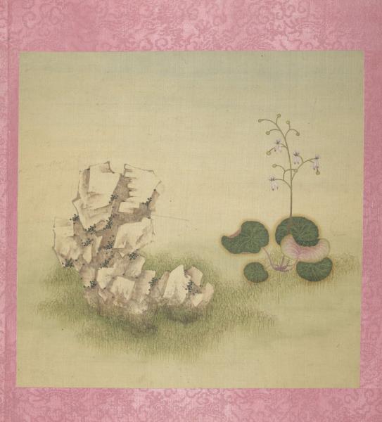 清蔣廷錫花卉　冊　虎耳草