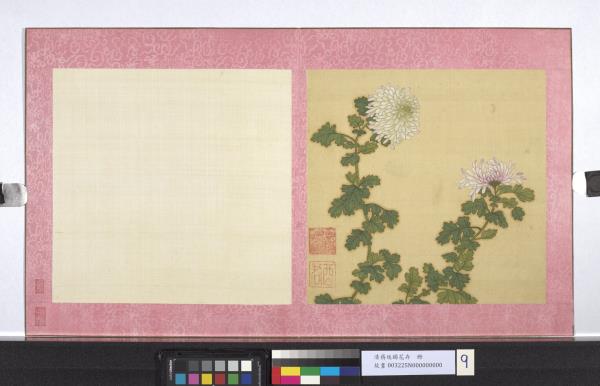 清蔣廷錫花卉　冊　秋菊