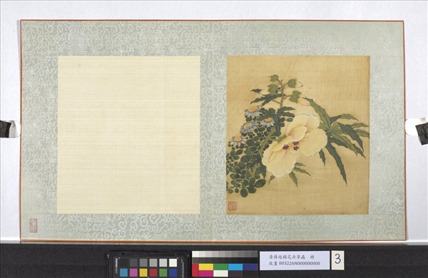 清蔣廷錫花卉草蟲　冊　秋葵雛菊