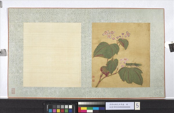 清蔣廷錫花卉草蟲　冊　秋海棠