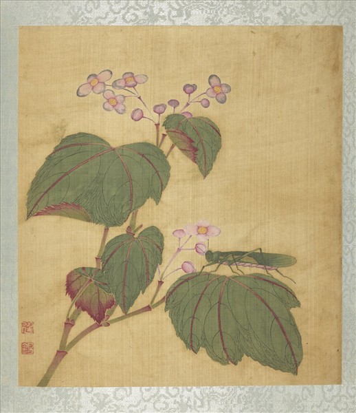 清蔣廷錫花卉草蟲　冊　秋海棠