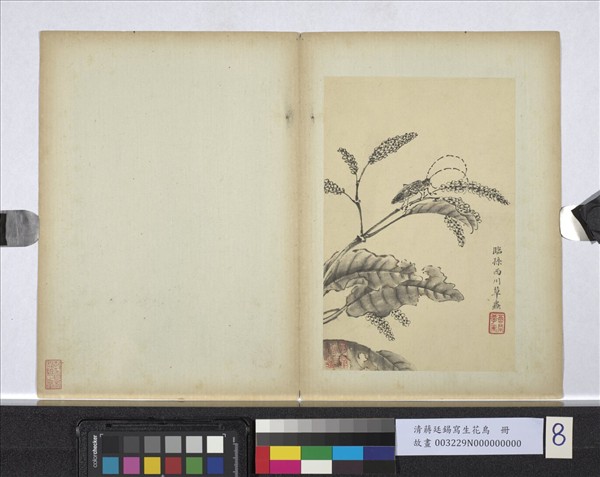 清蔣廷錫寫生花鳥　冊　草蟲天牛